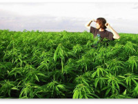 Марихуана - менее вредна, чем алкоголь и другие вещества? Или попросту полезна?