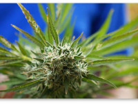 Исследование: Как марихуана во время беременности влияет на зрительный центр в мозге ребенка