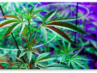 Как приготовить раствор удобрений с максимальной точностью