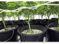 Прищипывание и обрезка конопли. Разбираем 'за' и 'против'