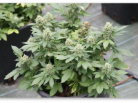 Стоит ли прищипывать атоцветы?