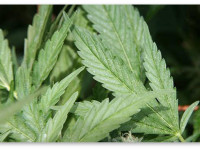 Вредители конопли. Профилактические меры