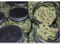 Пролечивание марихуаны: Сколько шишек закладывать в банки?