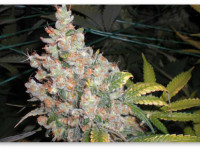 Новичкам о проливе чистой водой и времени сбора конопли