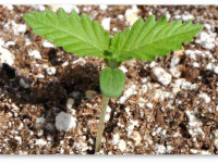 Можно ли высаживать семена сразу в открытый грунт