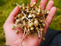 Калифорния: В 2018 году возможна легализация волшебных грибов