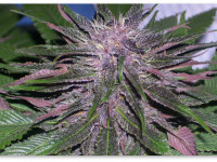 Фиолетовая конопля. Почему появляется этот оттенок и как его усилить?