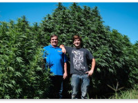 Фермер из штата Вашингтон выставил на продажу тонну марихуаны