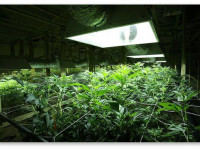 Правильное расстояние от лампы до растения