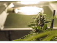 Каким должно быть расстояние от лампы до верхушек?