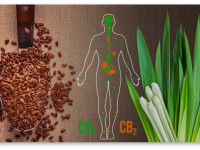 Какие еще растения, кроме конопли, производят каннабиноиды