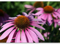 Каннабиноиды содержатся не только в конопле