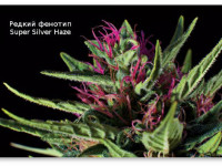 Хейз! Хейз! Хейз! О происхождении легендарного сорта