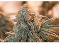 Конопляные гроверы спешат застолбить права на собственные сорта конопли