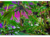 Что такое регуляторы роста и нужны ли они в моей траве?