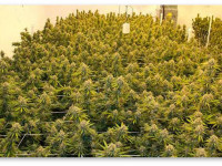 Без малого полтора кило на лампу - это реально, утверждает автор новой книги