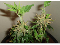 Что такое ревега? Как правильно ее делать и зачем она нужна при выращивании конопли?