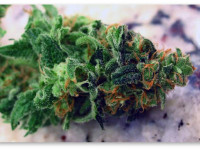 Индика и сатива: Небольшие, но явные отличия в генетике