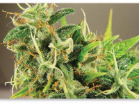 Сатива и индика: Что сильнее пахнет?