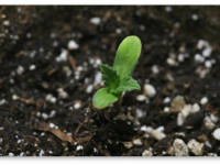 Почему ростки конопли так сильно вытягиваются?