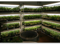 Любую ли коноплю можно клонировать? В чем секрет успешного клонирования?