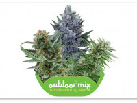 5 фактов об автоцветущих семенах конопли, которые вам стоит знать