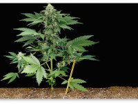 В чем разница между индорными и аутдорными семенами?