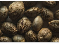 Семена конопли, их свойства и разновидности