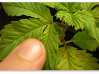 Определяем проблему конопли по симптому. Дефицит фосфора