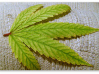 Определяем проблему конопли по симптому. Дефицит магния