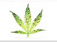 Определяем проблему конопли по симптому. Дефицит марганца