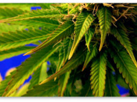 Определяем проблему конопли по симптому. Дефицит молибдена