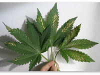 Определяем проблему конопли по симптому. Колебания pH