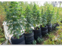 Латвия: За 11 кустов конопли человеку грозит 10 лет заключения