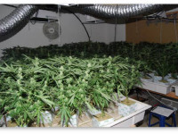 Оптимальное количество растений в боксе и их рост перед переводом на цвет