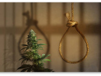 Страны, где конопля может стоить вам жизни