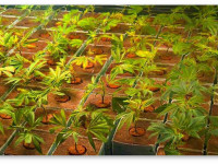 5 советов по выращиванию конопли методом SOG