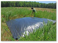 Соляризация почвы. Превращаем пустырь в конопляную делянку