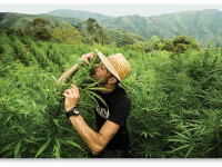 Сорта с цитрусовым запахом