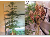 Вытягивание конопли после перевода на цвет. Как держать его под контролем?