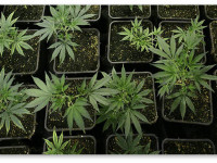 Чем наполнить горшок? Обзор субстратов для выращивания конопли