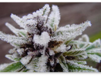 Вопросы и ответы: Обязательно ли убирать "сахарные" листочки (трим) из шишек