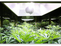 Световой цикл на веге и на цвете