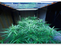 Рассада для открытого грунта. Оптимальный световой цикл