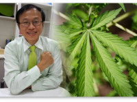 Таиланд обсуждает декриминализацию марихуаны