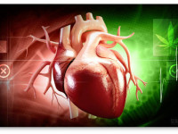 Вещества конопли могут предотвратить отторжение органов при пересадке