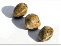 В Чили посажены первые семена медицинской марихуаны