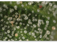 Вопросы и ответы: Что такое трихомы?