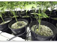 Выращивание марихуаны. Пошаговая инструкция. Шаг 3 - Субстраты и удобрения