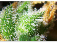 Как повысить процент ТГК с помощью ультрафиолета